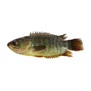 Bengal Koi (Climbing Perch)