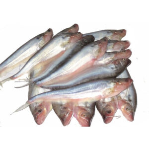 Pabda (Butterfish)