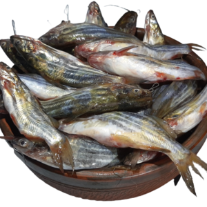 Tengra (Indian Catfish)